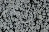 Polished Snowflake Obsidian Section - Utah #117766-1